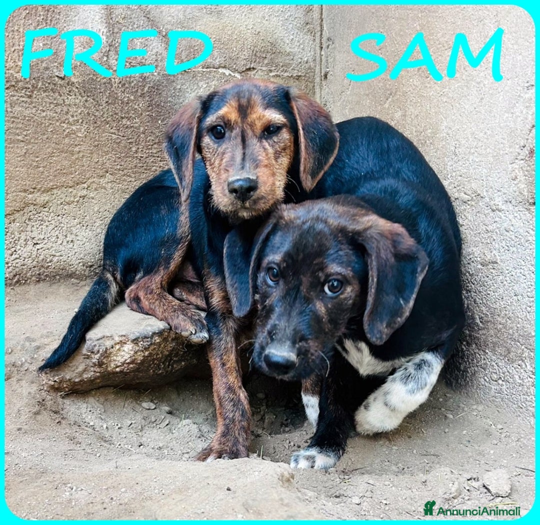 Bassotto cani in regalo: FRED E SAM CUCCIOLI 5 MESI SIMIL BASSOTTINI IN GAB - Annuncio 11