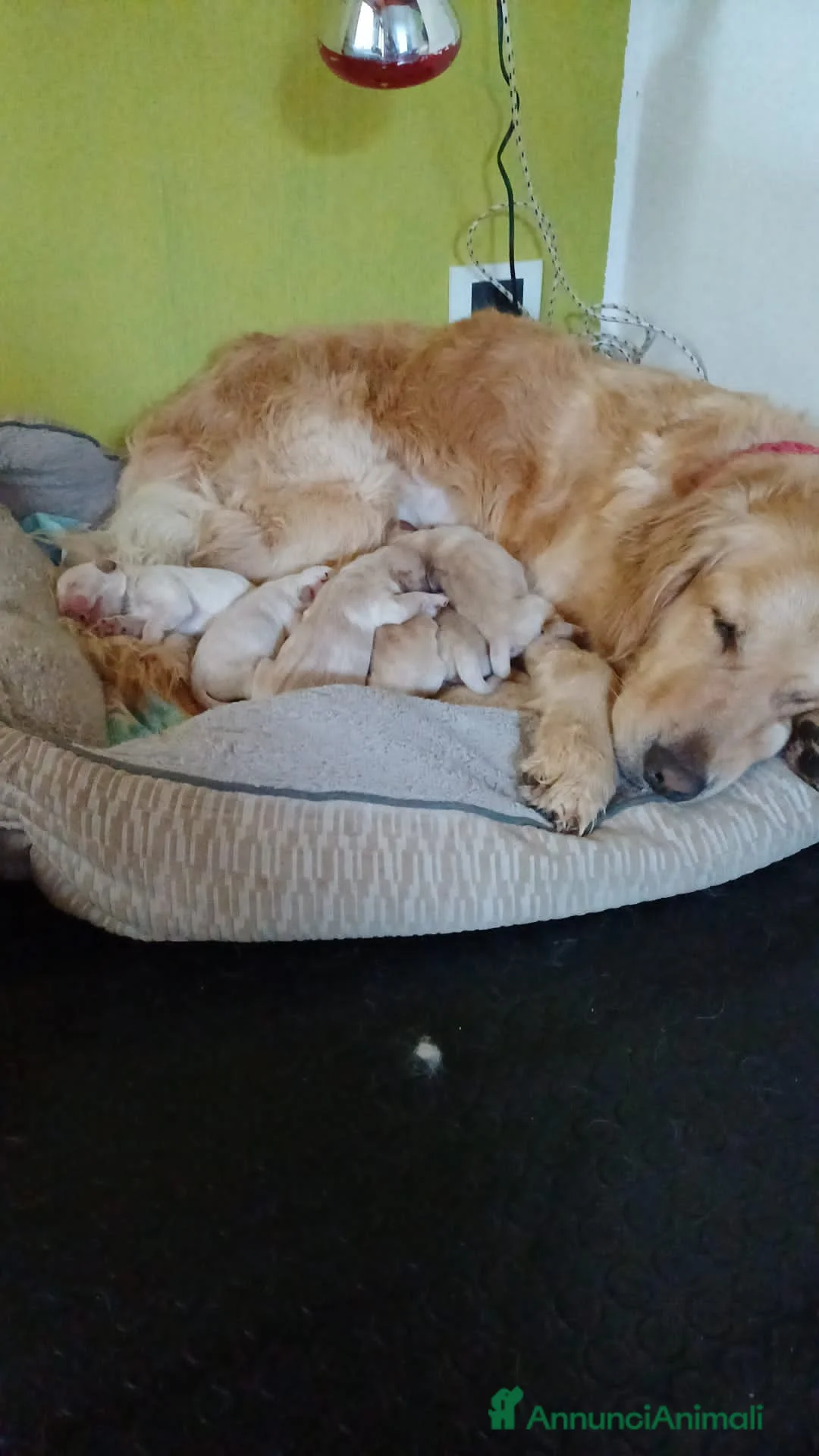 Golden Retriever cani in vendita: Cuccioli Golden Retriver a Libero consorzio comunale di Trapani - Annuncio 3