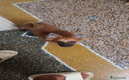 Volpino Italiano cani in vendita: VOLPINI MIX a Città Metropolitana di Genova - Immagine 1