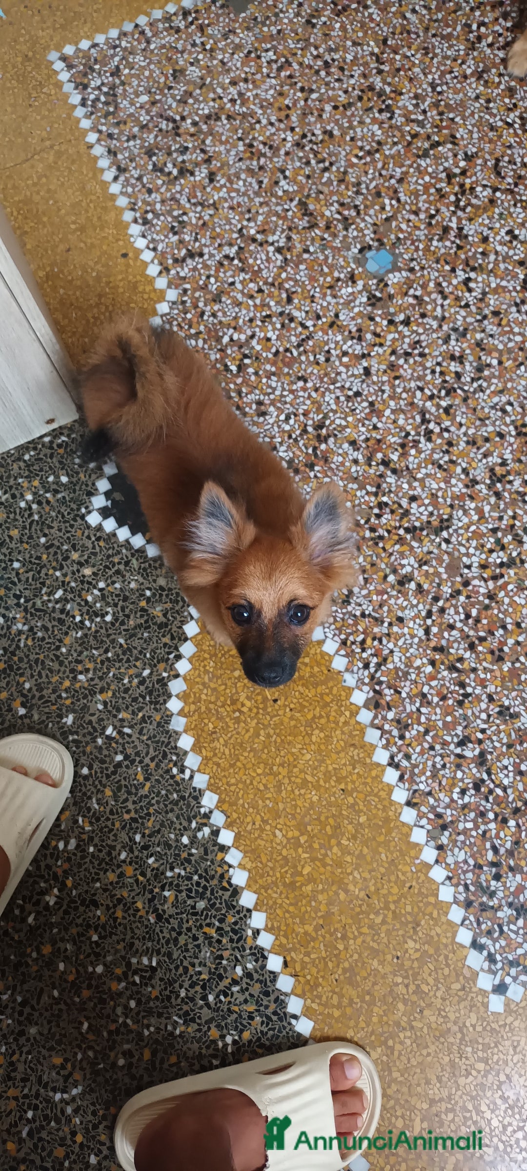 Volpino Italiano cani in vendita: VOLPINI MIX a Città Metropolitana di Genova - Immagine 1