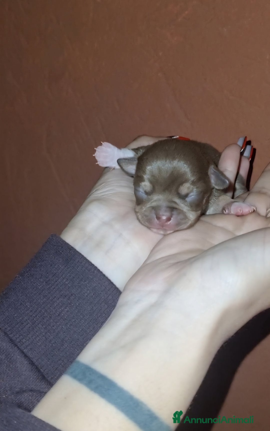Chihuahua cani in vendita: Cuccioli di chihuahua piccolissimi  - Annuncio 6