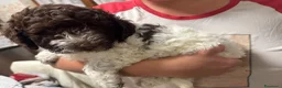 Lagotto cani in vendita: Cuccioli di Lagotto romagnolo a Provincia di Piacenza - Annuncio 2