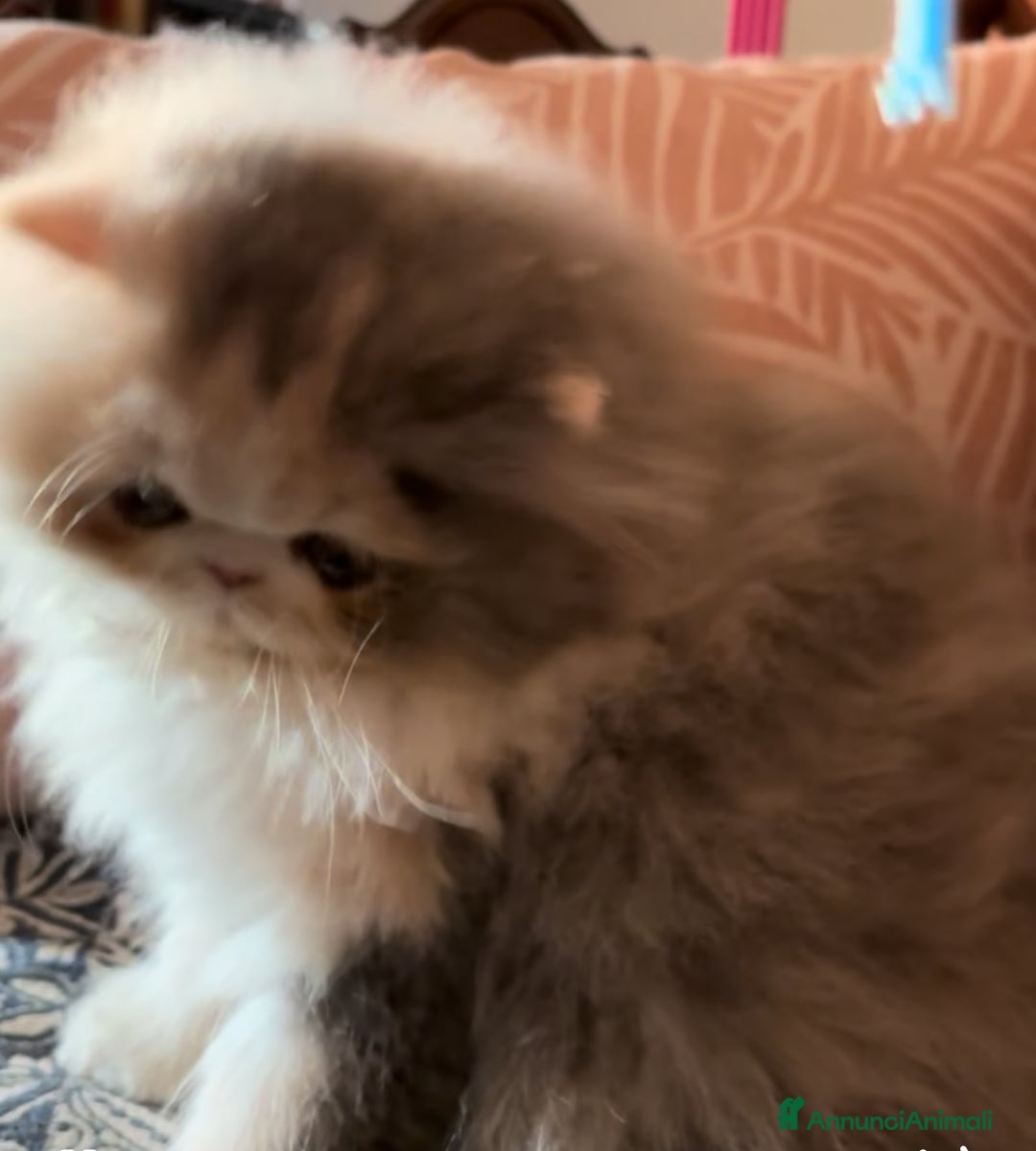 Persiano gatti in vendita: Nia cucciola persiana pedigree Anfi - Annuncio 3