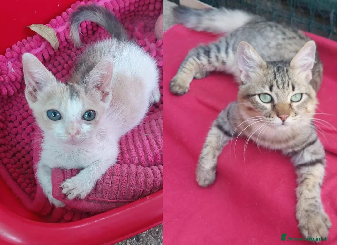 Europeo gatti in regalo: Tiger e Stella desiderano tanto una famiglia - Annuncio 1