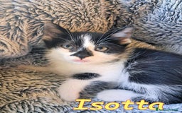 Europeo gatti in regalo: ISOTTA - Immagine 1