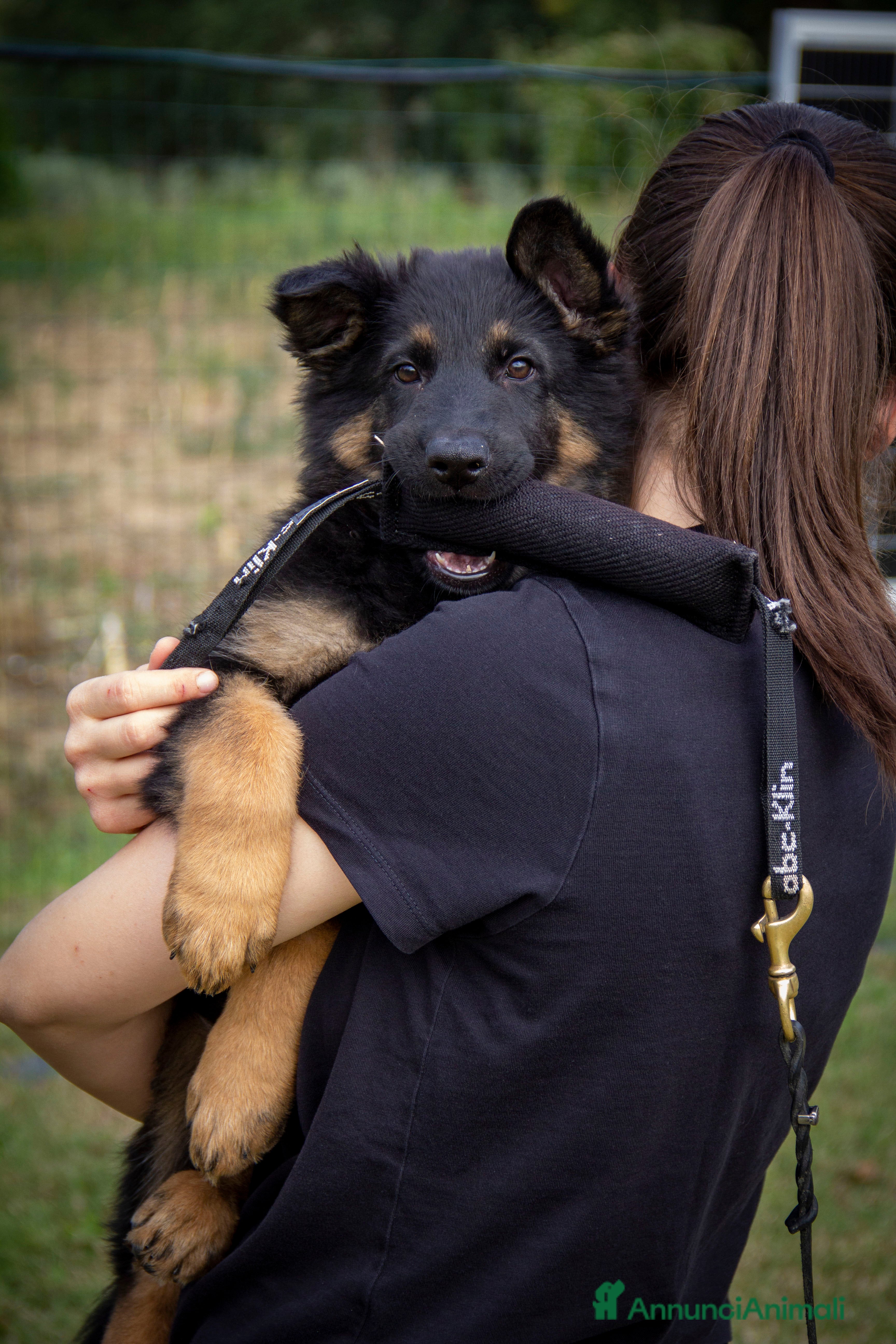 Pastore Tedesco cani CUCCIOLA DI PASTORE TEDESCO LINEA DA LAVORO - Annuncio 39
