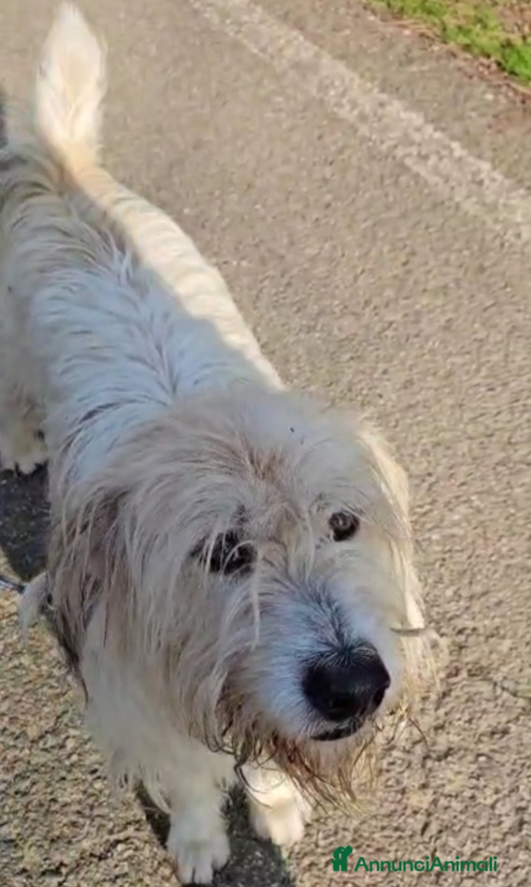 Meticcio cani in regalo: Simil Spinone splendido salvato da 1aguzzinoNOVARA a Città metropolitana di Milano - Annuncio 3