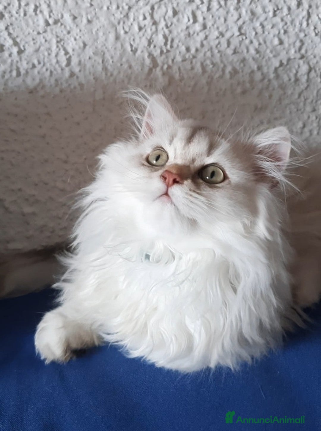 British gatti in vendita: Cucciolo British longhair con pedigree  a Città metropolitana di Milano - Annuncio 2