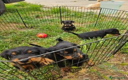 Jagdterrier cani in vendita: Jadgterrier  a Provincia di Pavia - Immagine 4