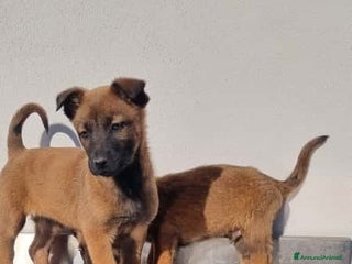 Pastore Belga cani Cuccioli Pastore Belga Malinois in Puglia Foggia - Annuncio 1