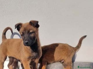 Pastore Belga cani Cuccioli Pastore Belga Malinois in Puglia Foggia - Annuncio 8