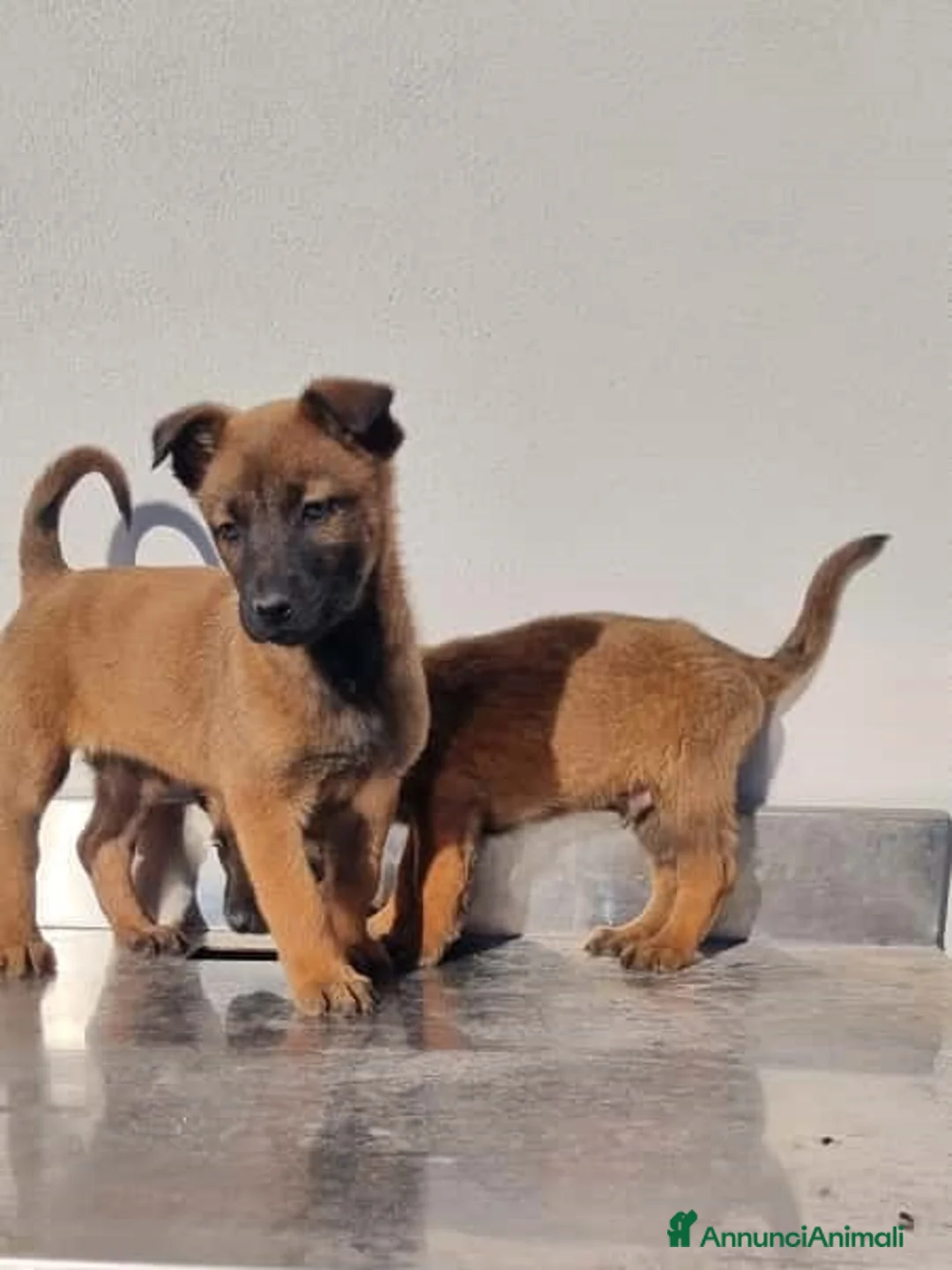 Pastore Belga cani in vendita: Cuccioli Pastore Belga Malinois in Puglia Foggia  - Annuncio 1