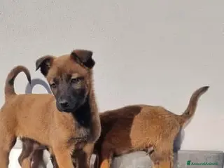 Pastore Belga cani Cuccioli Pastore Belga Malinois in Puglia Foggia - Annuncio 32