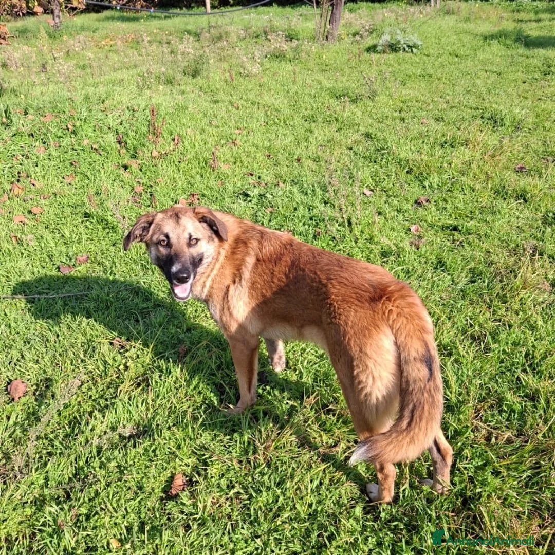 Meticcio cani in regalo: BEA 🩷-cucciola che cerca tante coccole! Cerca 🏠  - Annuncio 6