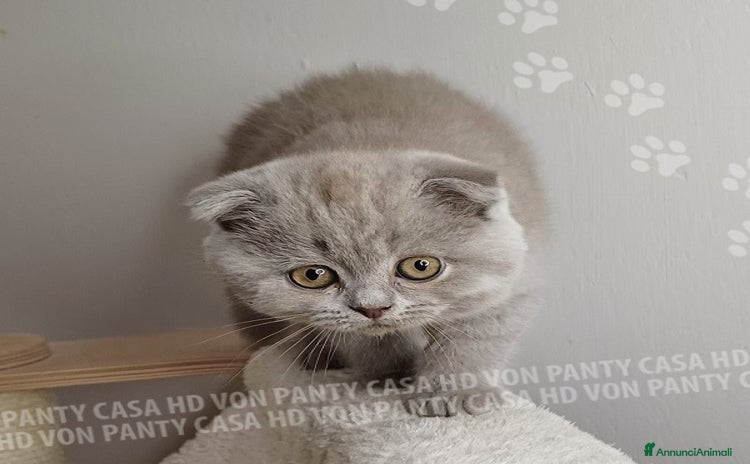 Scottish gatti a Villafranca di Verona - Annuncio 6
