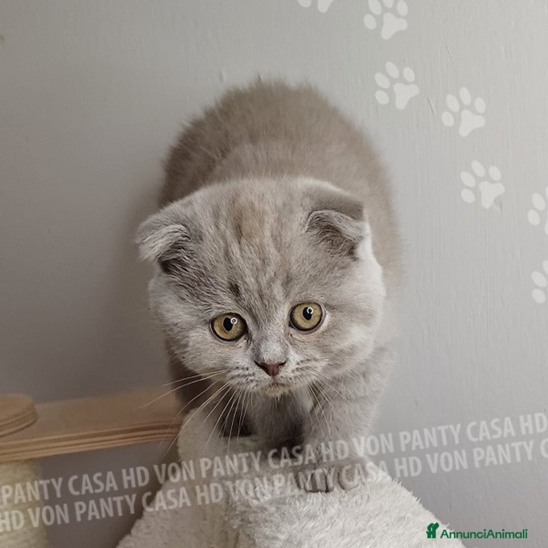 Scottish gatti in vendita: Cucciola Scottish Fold  a Villafranca di Verona - Immagine 1