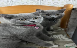 British gatti in vendita: British Shorthair  - Immagine 12