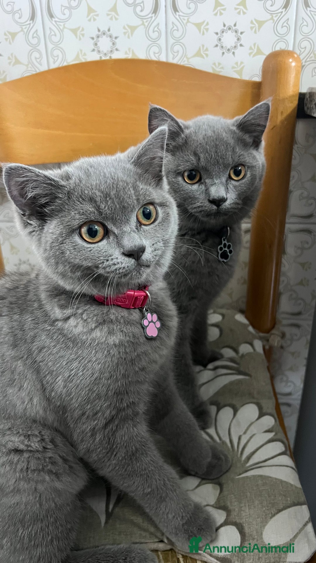 British gatti in vendita: British Shorthair  - Immagine 12