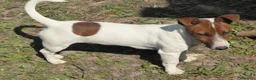 Jack Russell cani in vendita: Jack Russel cucciole  - Annuncio 7