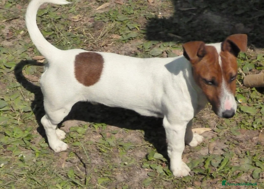 Jack Russell cani in vendita: Jack Russel cucciole  - Annuncio 7