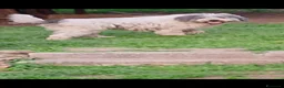 Altre razze cani in vendita: Romanian Mioritic shepherd dog  - Annuncio 3