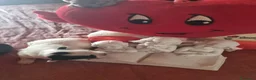Chihuahua cani in vendita: Cuccioli di chihuahua toy  - Annuncio 3