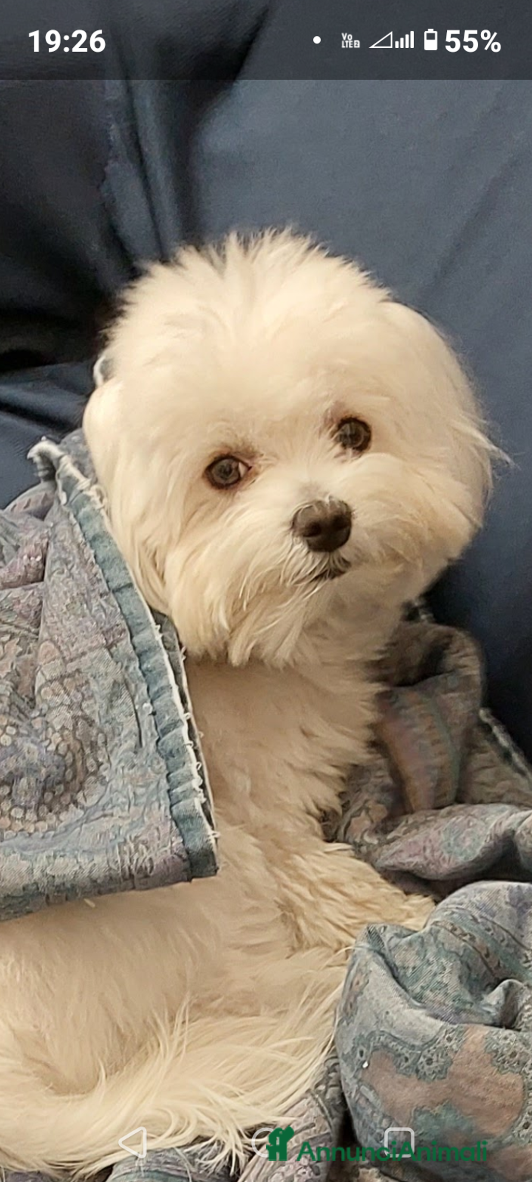 Maltese cani per accoppiamento: Maltese cerca fidanzata  a Città metropolitana di Palermo - Immagine 3