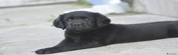 Labrador cani in vendita: Labrador Retriever neri linee inglesi  - Annuncio 3