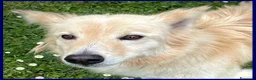 Meticcio cani in regalo: LUCKY Cotone adora le persone dinamiche - Annuncio 2