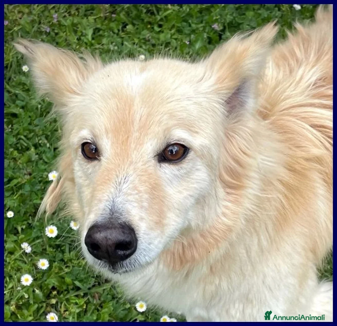 Meticcio cani in regalo: LUCKY Cotone adora le persone dinamiche - Annuncio 2