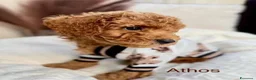 Barboncino Toy cani in vendita: Barboncino Toy tenerissima a Provincia di Catanzaro - Annuncio 3