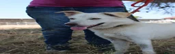 Meticcio cani in regalo: LUNA 🩷 un vulcano di amore e allegria!  😍 a Provincia di Treviso - Annuncio 3