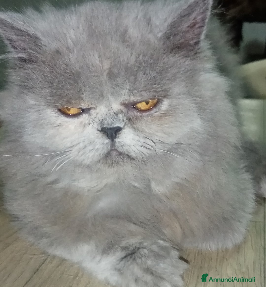 Persiano gatti in vendita: Gattini persiani pura razza  - Annuncio 5