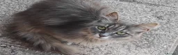 Meticcio gatti in regalo: Gattina taglia piccola - Annuncio 1