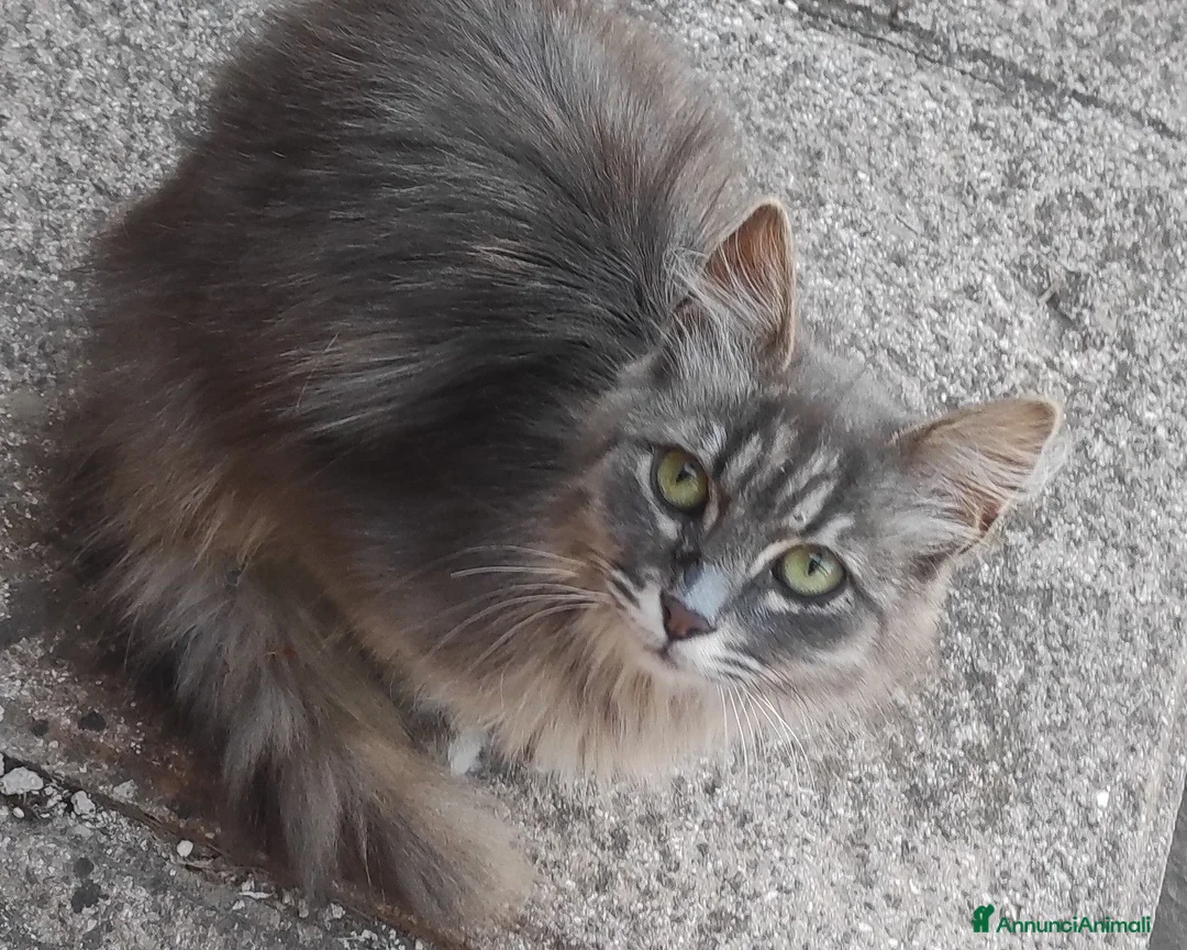 Meticcio gatti in regalo: Gattina taglia piccola - Annuncio 1