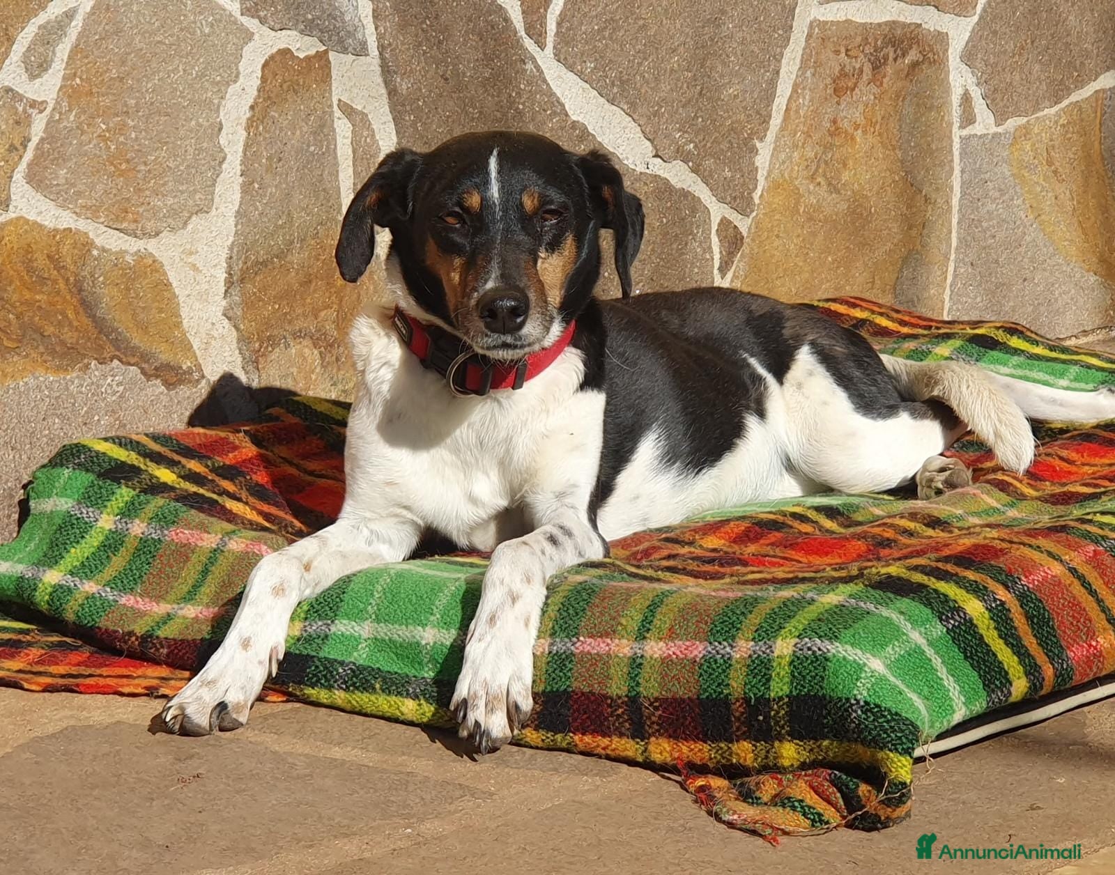 Meticcio cani Molly,una timidona piena di amore - Annuncio 30
