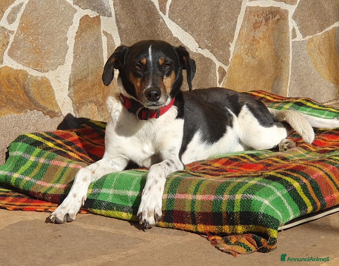 Meticcio cani in regalo: Molly,una timidona piena di amore - Annuncio 1