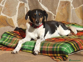 Meticcio cani Molly,una timidona piena di amore - Annuncio 16