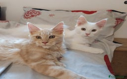 Maine Coon gatti in vendita: Cuccioli Maine coon a Provincia di Padova - Immagine 3