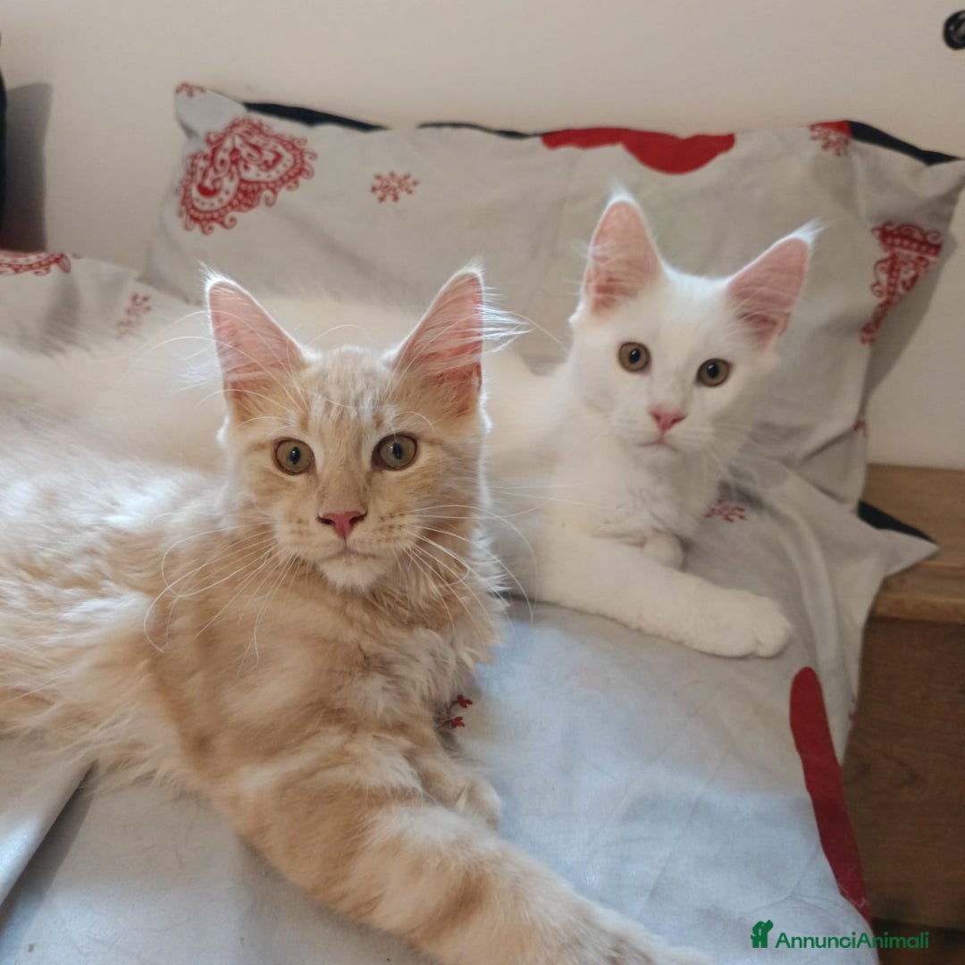 Maine Coon gatti in vendita: Cuccioli Maine coon a Provincia di Padova - Immagine 3