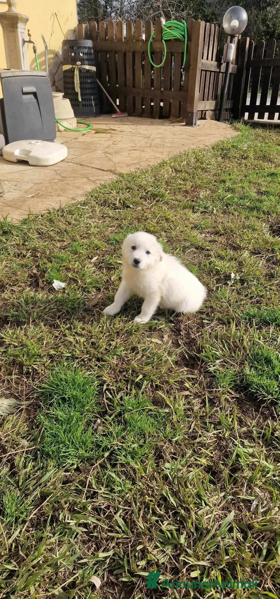 Pastore Maremmano cani in regalo: Scheggia - Annuncio 1