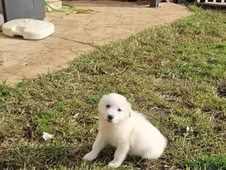 Pastore Maremmano cani Scheggia - Annuncio 12