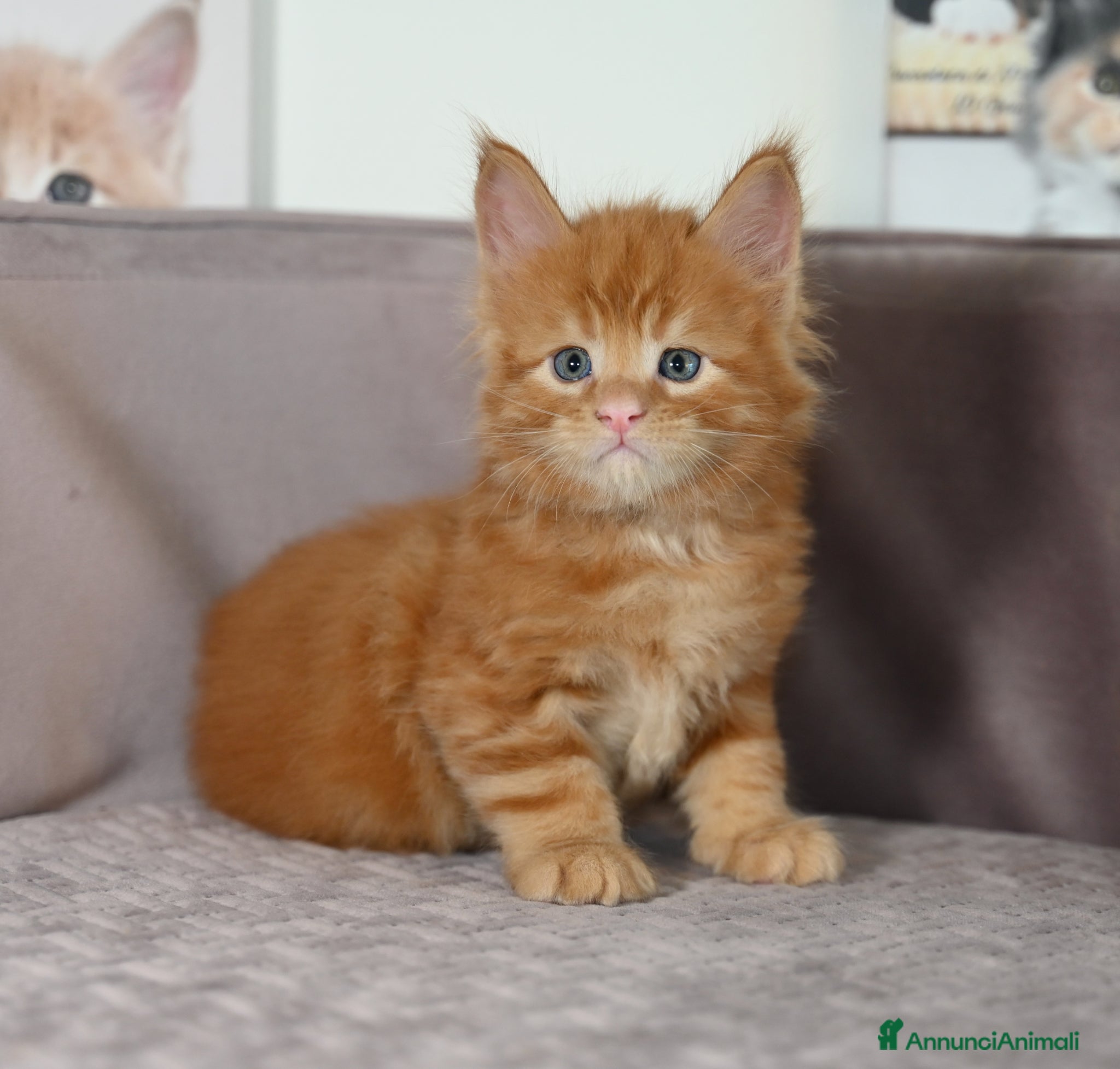 Maine Coon gatti 🏆 Top Cuccioli MCO ❤️ - Annuncio 2