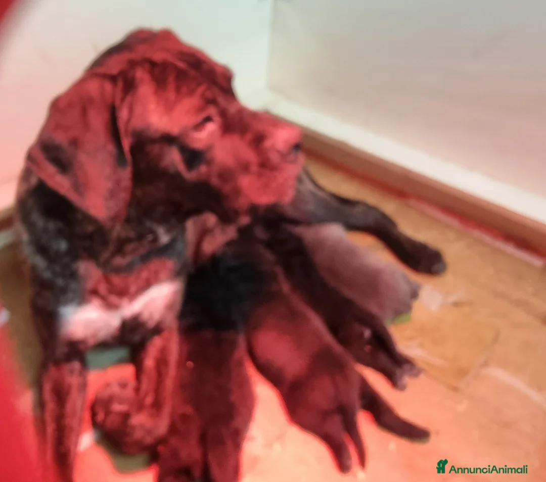 Immagine della galleria {{count}}