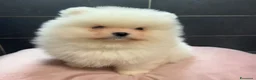 Volpino Pomerania cani in vendita: Pomerania Spitz Toy nano  - Annuncio 3