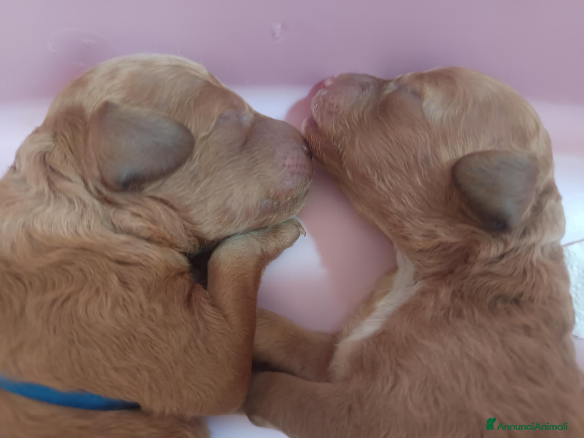 Barboncino cani Cuccioli di barboncino red - Annuncio 10
