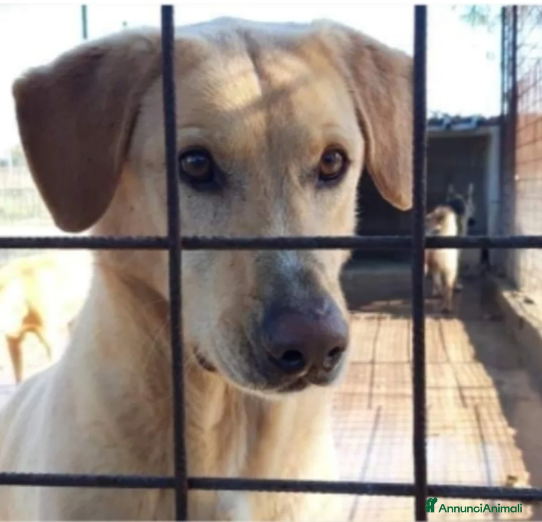 Meticcio cani in regalo: Portato in canile lager dai padroni 6ANNI FA!SICIL a Città Metropolitana di Milano - Annuncio 2