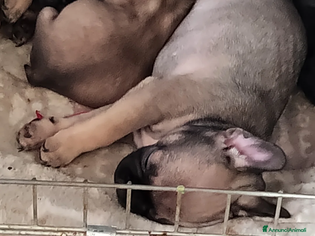 Bulldog Francese cani in vendita: Ultima cucciola di Bulldog francese  - Annuncio 1