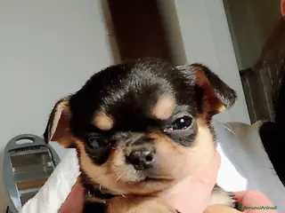 Chihuahua cani Chihuahua pedigree ENCI - Annuncio 1