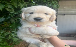 Golden Retriever cani in vendita: Cuccioli di Gold Retriever con pedigree  - Immagine 13